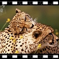 1285446332-Affectionate Cheetahs_5920701.jpg