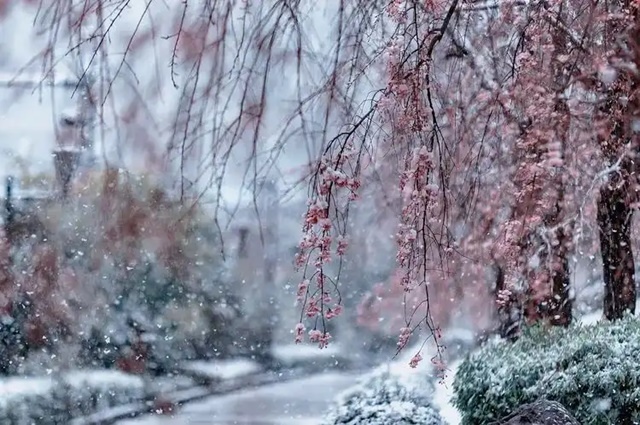 飄雪的冬天，願愛與溫暖一路相伴(人生感悟)✿✿⊱╮