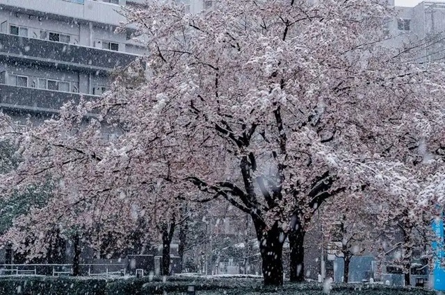 飄雪的冬天，願愛與溫暖一路相伴(人生感悟)✿✿⊱╮