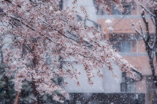 飄雪的冬天，願愛與溫暖一路相伴(人生感悟)✿✿⊱╮