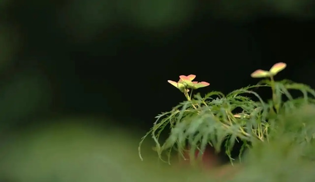 願歲月安然，人生幸福(人生感悟)✿✿⊱╮