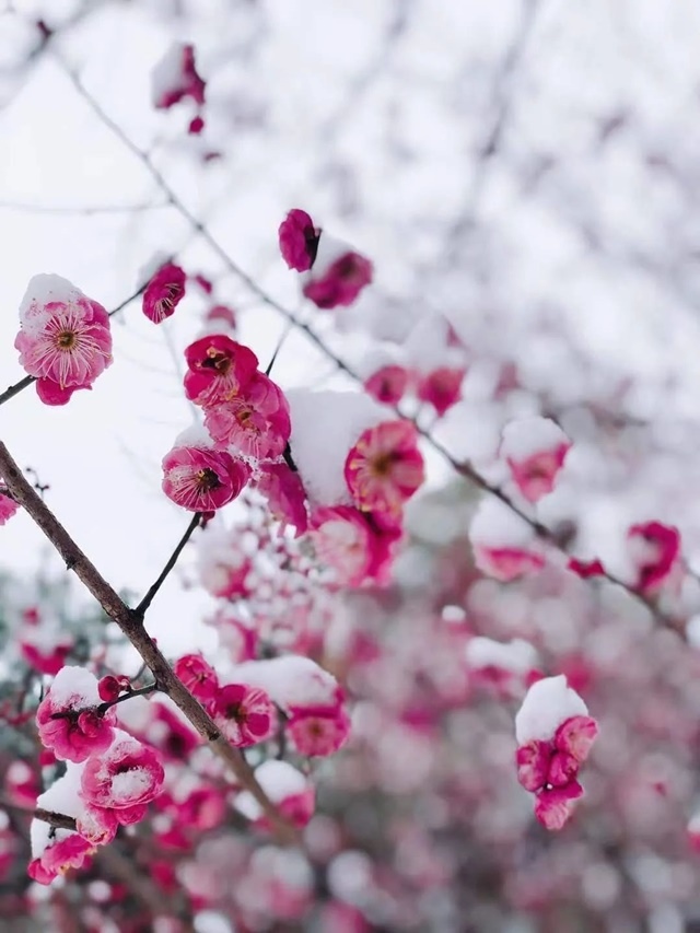 約一程時光，踏雪尋梅(人生感悟)✿✿⊱╮