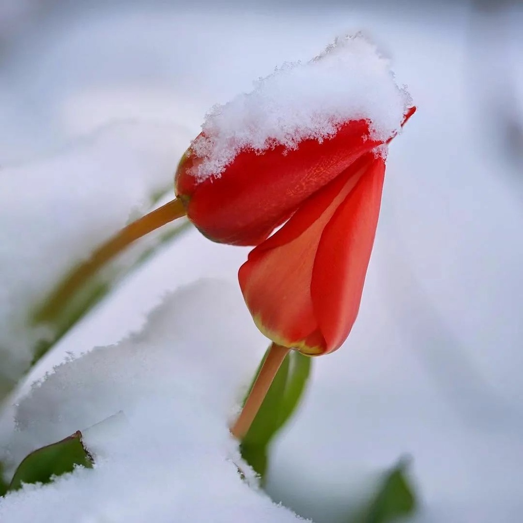 雪中花，堅強！✿✿⊱╮