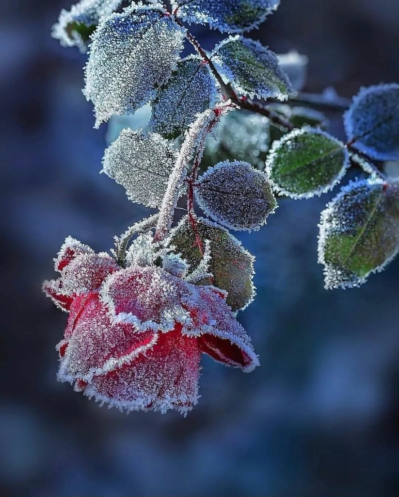 雪中花，堅強！✿✿⊱╮