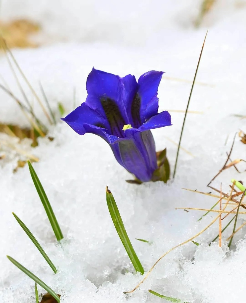 雪中花，堅強！✿✿⊱╮