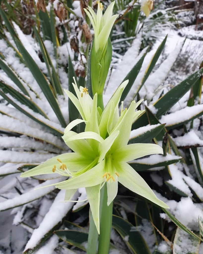 雪中花，堅強！✿✿⊱╮