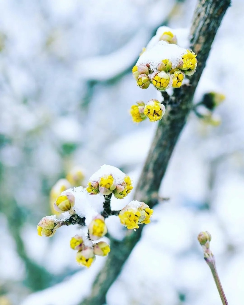 雪中花，堅強！✿✿⊱╮