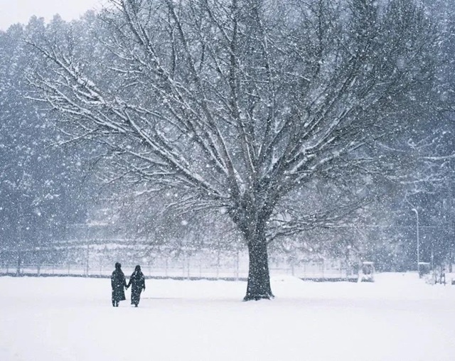 散文：雪小禪｜不再✿✿⊱╮