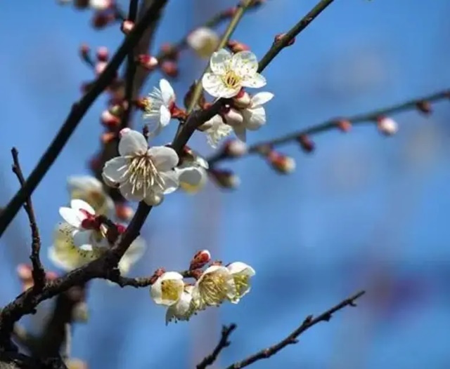 折一枝青梅，時光清逸(情感美文)✿✿╮