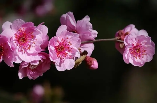 折一枝青梅，時光清逸(情感美文)✿✿╮