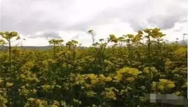 ♬蛇不知道自己有毒，人不知道自己有錯！✿✿⊱╮