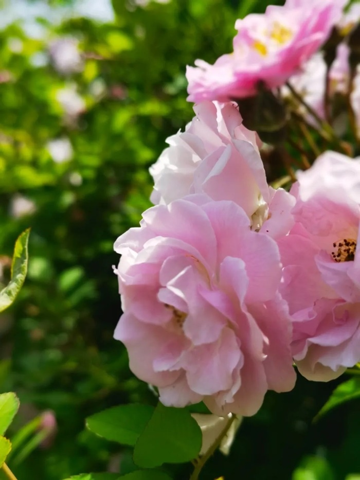 一路向寒，靜候花開✿✿⊱╮