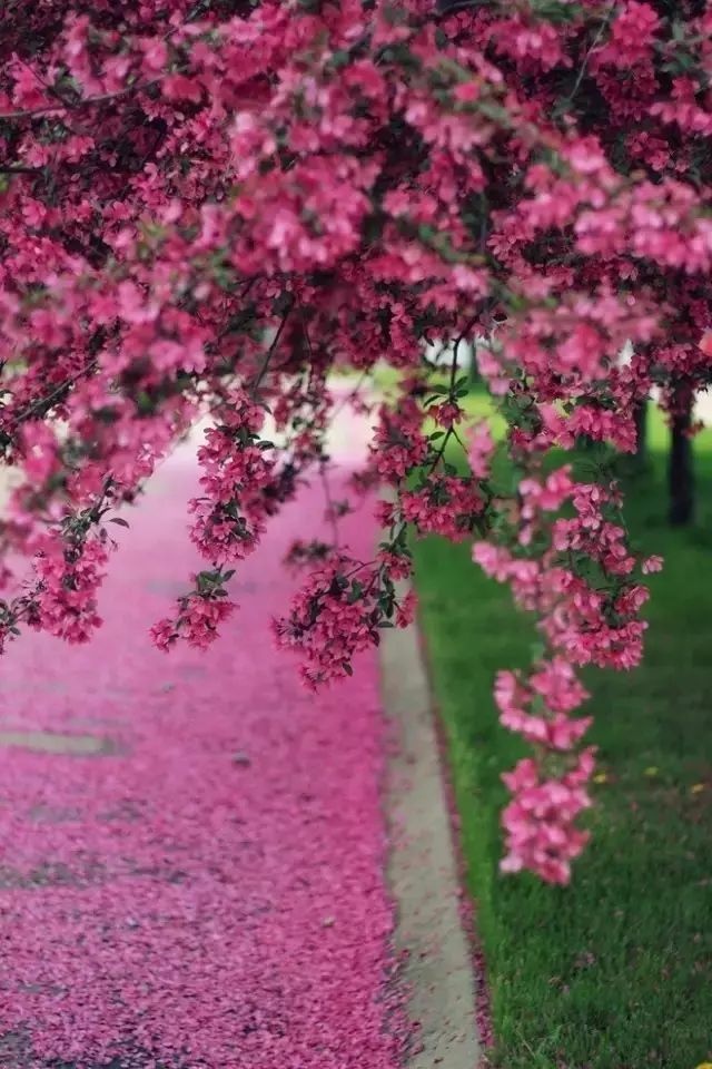 一路向寒，靜候花開✿✿⊱╮