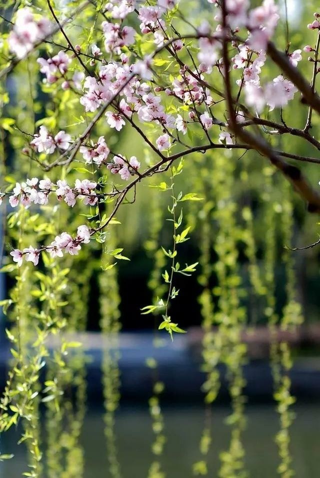 一路向寒，靜候花開✿✿⊱╮