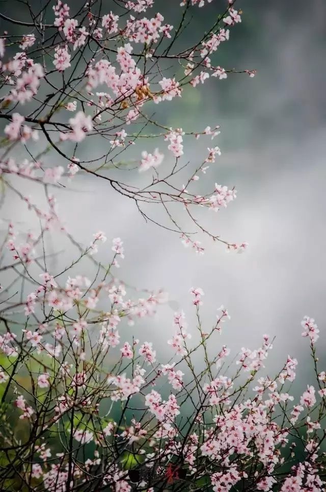 一路向寒，靜候花開✿✿⊱╮