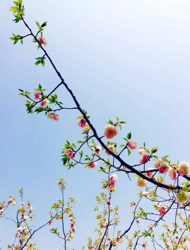 一路向寒，靜候花開✿✿⊱╮