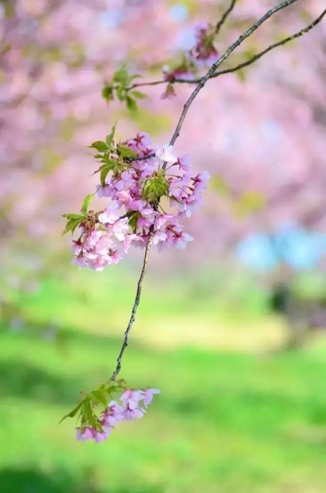 一路向寒，靜候花開✿✿⊱╮