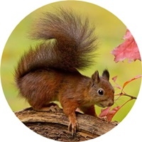 願2026，一切安好✿✿⊱╮