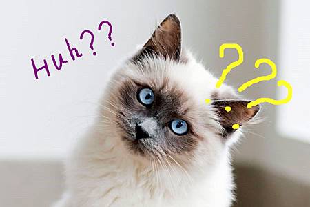 Pay-cat_副本.jpg Pay-cat_副本.jpg