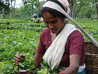 200px-ASSAM_LANDSCAPE-teaworkerredshirt.jpg