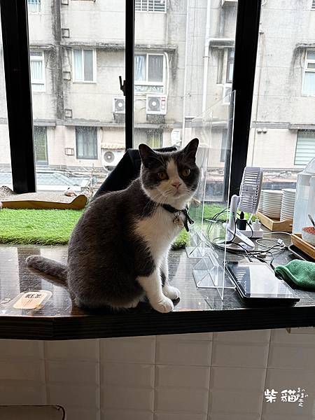 【台北大安】框影咖啡｜隱身2樓的貓咪咖啡，香辣紅燒牛肉麵很有