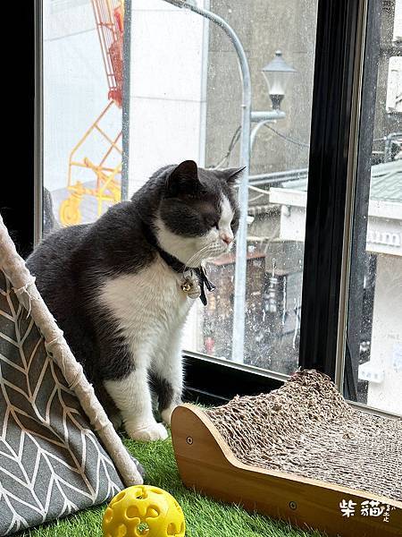 【台北大安】框影咖啡｜隱身2樓的貓咪咖啡，香辣紅燒牛肉麵很有