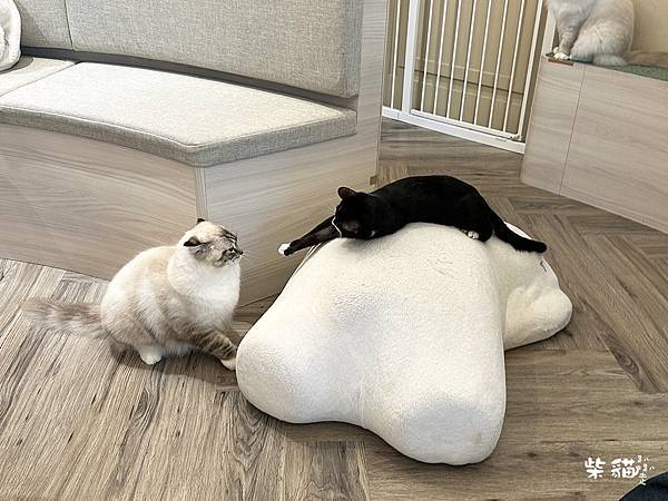 【台北】NUKU NUKU CAT CAFE｜一邊嚕貓一邊賞