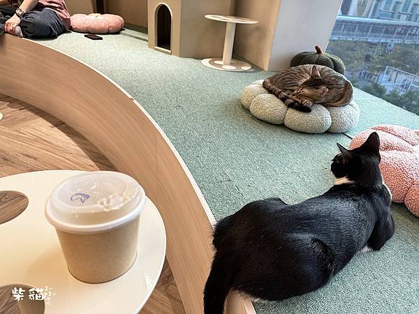 【台北信義】NUKU NUKU CAT CAFE｜一邊嚕貓一