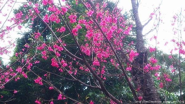 北投櫻花步道