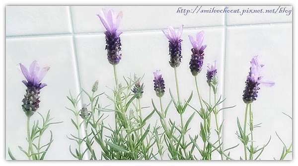 植物療癒力 感受園藝治療 心 力量 微笑貓 園藝治療 樂活園藝 香草生活 痞客邦