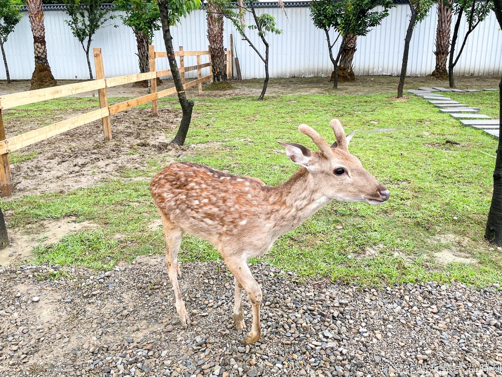 【遊記❤新竹】廢物媽媽育兒農場，新竹最夯超人氣親子旅遊景點，