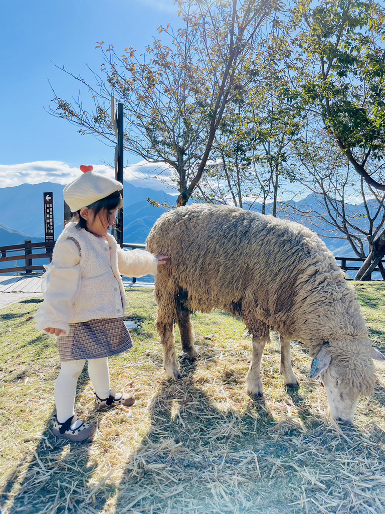 【遊記❤南投】清境農場一日遊-青青草原綿羊秀、觀山牧區馬術秀