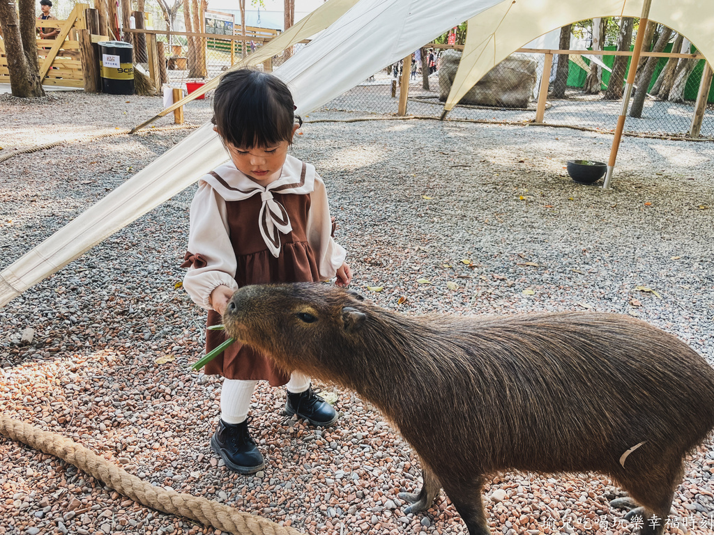 【遊記❤嘉義】咩咩上樹萌寵樂園，門票資訊親子友善免費停車，笑