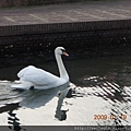 980119_07_21豪斯登堡_運河遊之悠閒天鵝.JPG