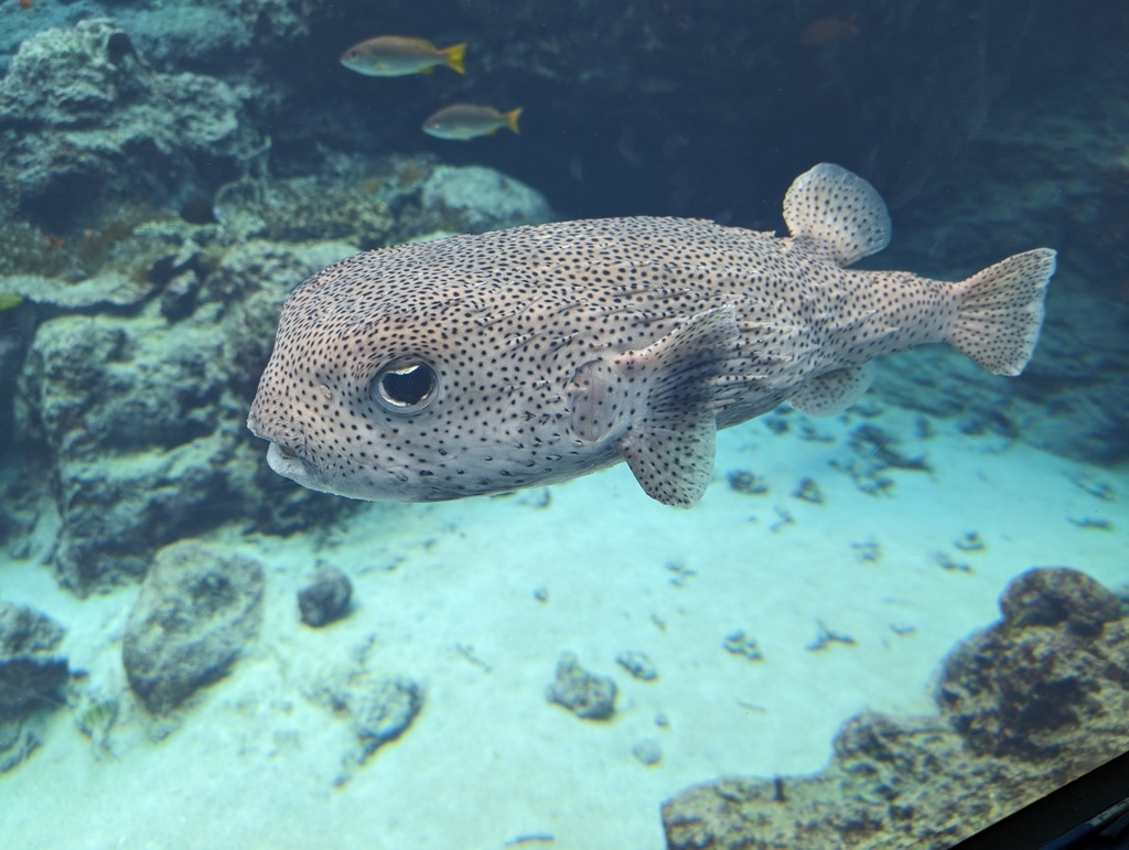 2023沖繩行之「美麗海水族館」篇