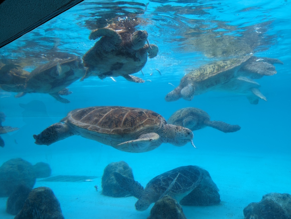 2023沖繩行之「美麗海水族館」篇