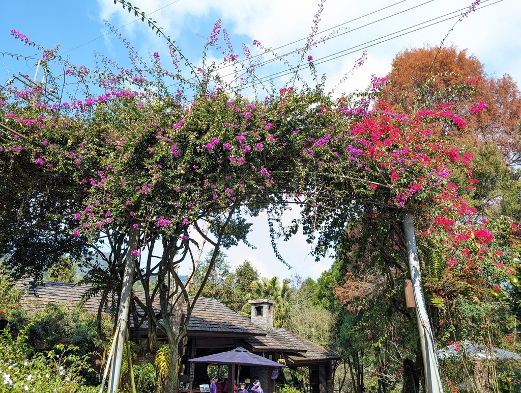 台中 新社 旅遊＠「薰衣草森林」餐廳篇
