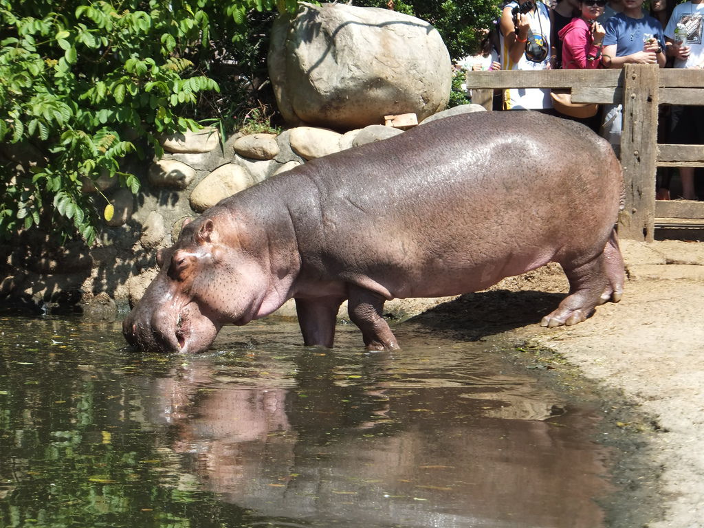 河馬