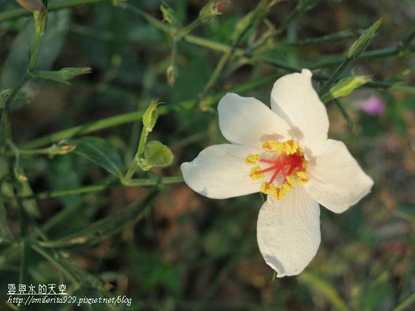 油桐花.jpg