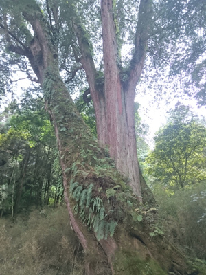 DSC_1921 左約1600.右約1700年.JPG