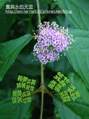 103杜虹花 生命密碼.JPG