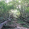 55.JPG