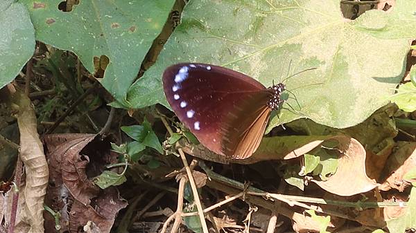 66小紫斑蝶.JPG