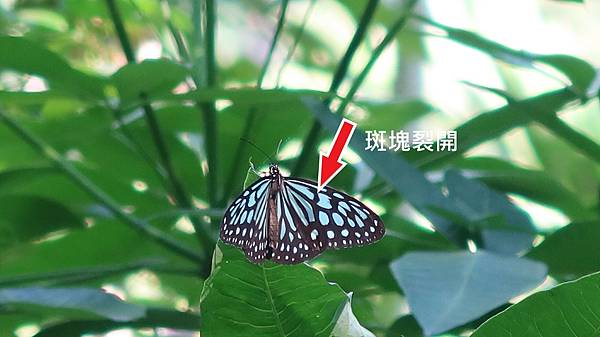 22 1琉球青斑蝶--斑塊裂開.JPG