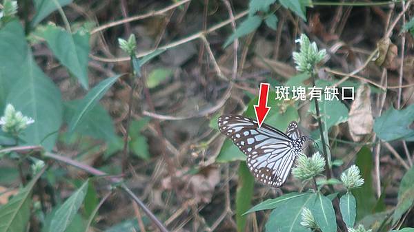 21 3姬小紋青斑蝶--斑塊有缺口.JPG