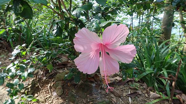 17 1朱槿(扶桑花).JPG