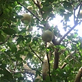 37 5樹西瓜又稱葫蘆樹、蒲瓜樹、炮彈樹.JPG