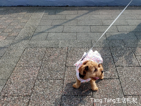 在大溪橋遇見可愛狗狗 Meeting a Cute Dog 