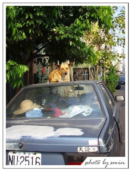 結果看到一隻不知道怎麼跳上車頂的小黃