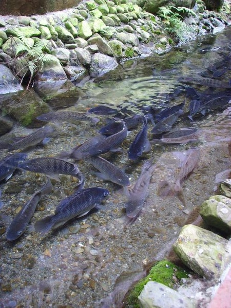 也就是所謂的吳郭魚